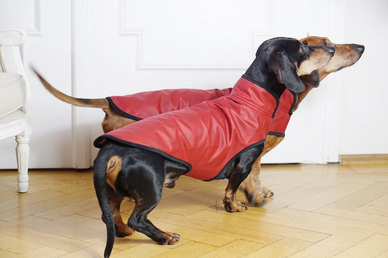 Dog raincoat Friedrich