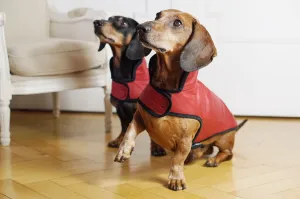 Dog raincoat Friedrich