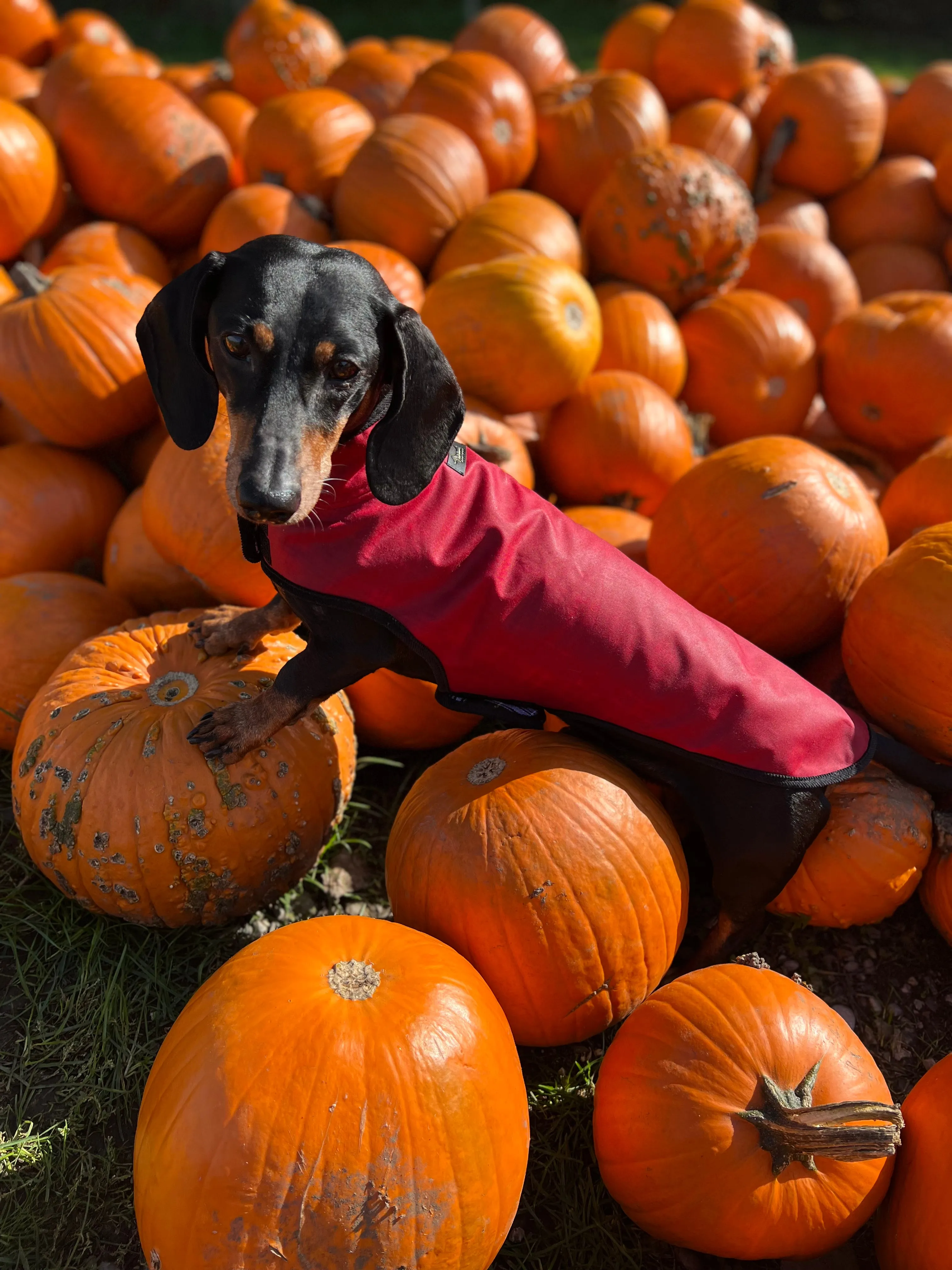 Dog raincoat Friedrich